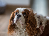 Cavalier king charles spaniel - en rase det ikke finnes friske individer igjen å avle på.