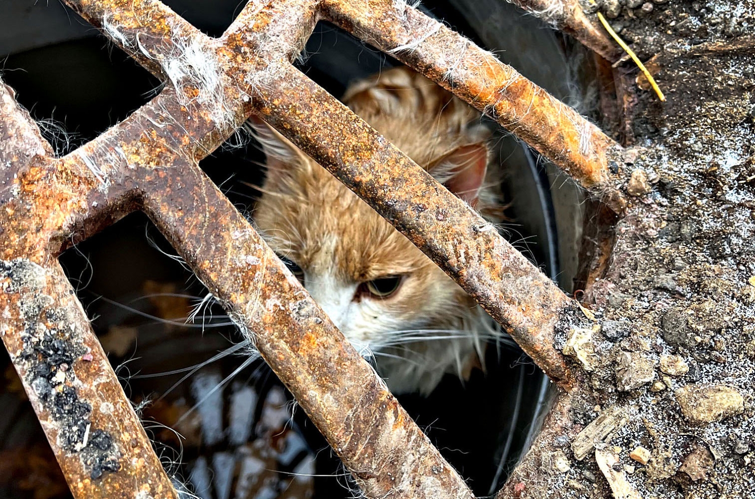 Mannskaper fra Vestfold Interkommunale Brannvesen berget torsdag en katt ut fra en kum i Horten, etter at en hundeeier oppdaget den uheldige pusen som satt fanget under ristlokket på kummen.