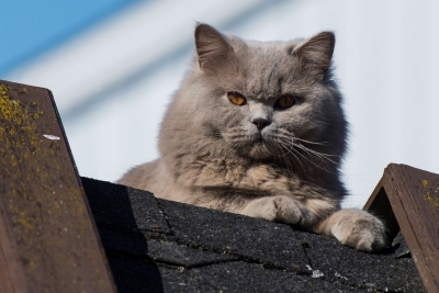 Kvinne flyttet fra kattene sine – dømt til betinget fengsel