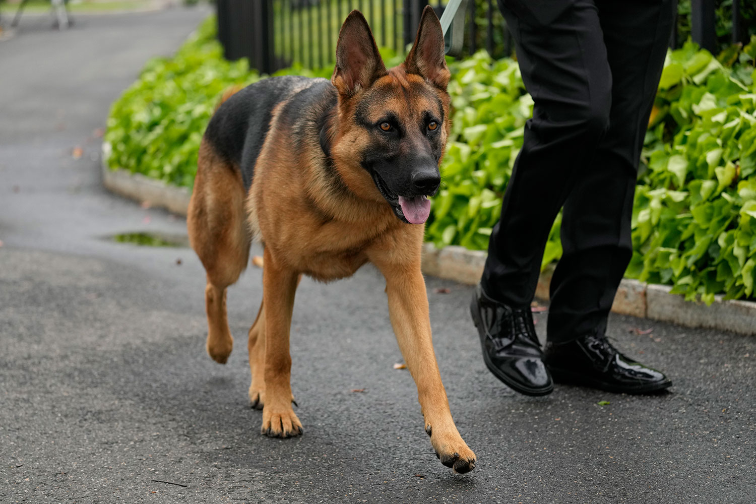 Commander ble sist sett i Det hvite hus 30. september. Her er han på en lørdagstur i slutten av april. 