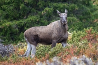 I elgkommunen Ringerike behøver ikke storviltjegere som avla skyteprøve i fjor, å avlegge ny prøve i år.